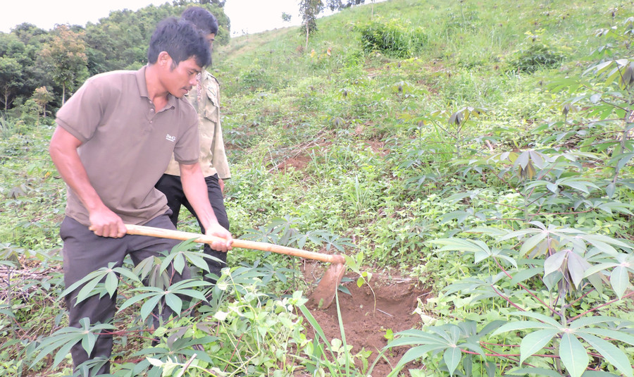 Anh A Quân tích cực trồng cây cho kịp thời vụ. Ảnh: TH