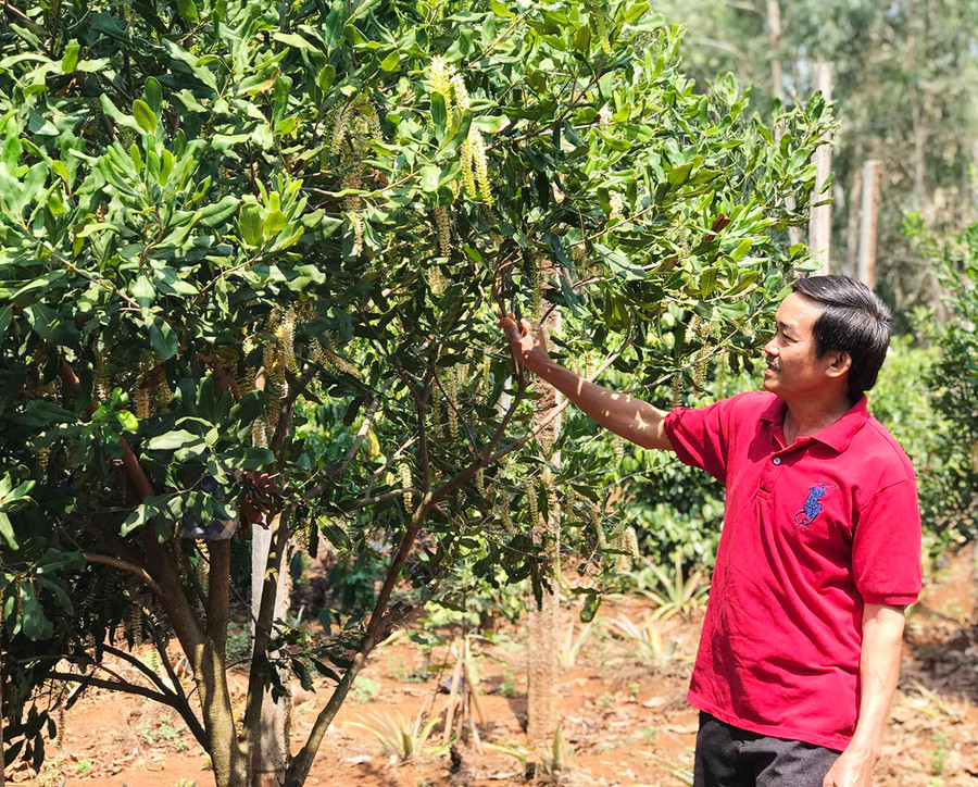 Xã Gào tập trung phát triển các vườn cây ăn quả để phục vụ nhu cầu du lịch canh nông. Ảnh: Trần Dung Xã Gào tập trung phát triển các vườn cây ăn trái để phục vụ nhu cầu du lịch canh canh nông. Ảnh: Trần Dung