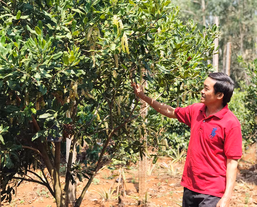 Xã Gào tập trung phát triển các vườn cây ăn trái để phục vụ nhu cầu du lịch canh canh nông. Ảnh: Trần Dung