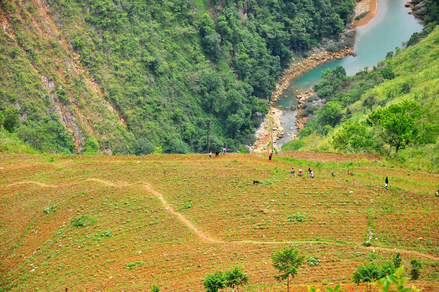 Người dân thôn Séo Lủng trồng ngô gần khu vực cực Bắc bên bờ sông Nho Quế. Ảnh: Mai Thanh Hải