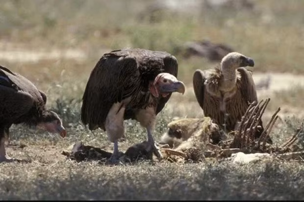Phát hiện cho biết loài kền kền từng sống ở Australia. Nguồn: Getty