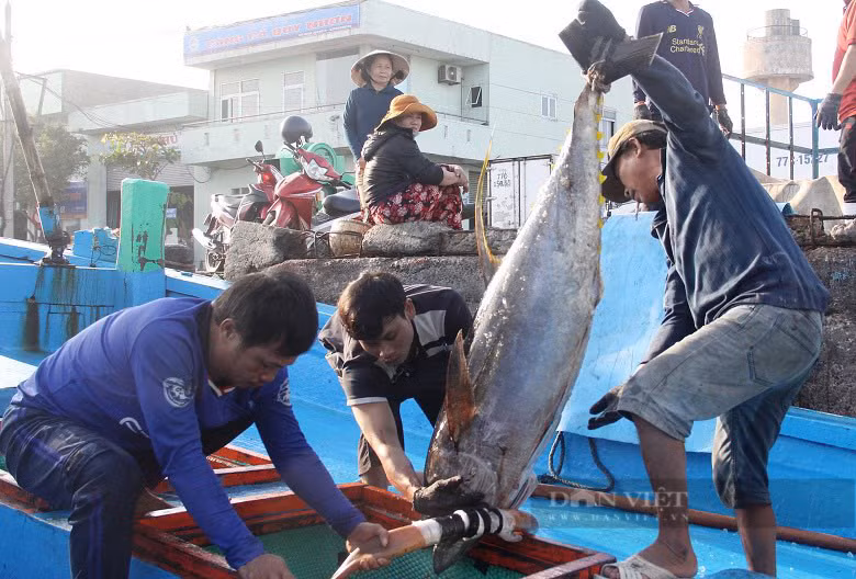 Nghề câu cá ngừ đại dương của ngư dân Bình Định. Ảnh: TB.