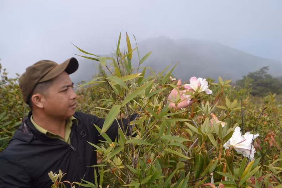 Đỗ quyên xen với trúc lùn trên đỉnh Ngọc Linh.
