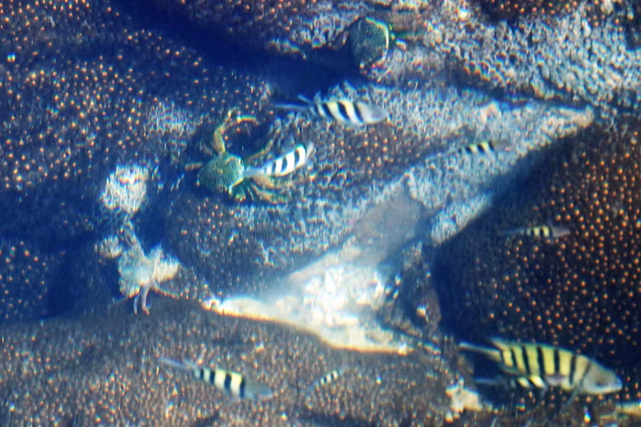 Cua cá trong các hốc đá. Ảnh: Mai Thanh Hải