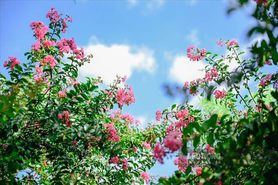 Hoa tường vi mọc thành từng chùm lớn, hướng lên cao. Hoa tường vi có nhiều màu sắc, đỏ, tím, vàng... Nhưng phổ biến nhất là màu hồng đậm. Cánh nhỏ li ti tạo thành từng chùm hoa nặng trĩu, nhuỵ màu vàng, nở rực rỡ suốt từ đầu hè đến cuối thu.