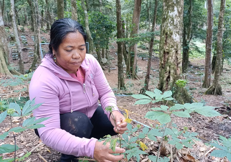 Người dân xã Tê Xăng, huyện Tu Mơ Rông với cây sâm Ngọc Linh bị bệnh hại. Ảnh: KĐ Người dân xã Tê Xăng, huyện Tu Mơ Rông với cây sâm Ngọc Linh bị bệnh hại. Ảnh: KĐ