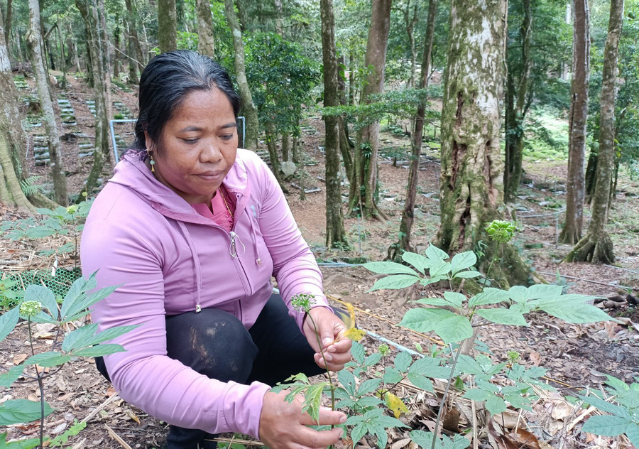 Người dân xã Tê Xăng, huyện Tu Mơ Rông với cây sâm Ngọc Linh bị bệnh hại. Ảnh: KĐ