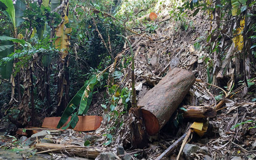 Dấu vết cưa xẻ cây rừng còn mới toanh ở khe cạn thượng nguồn suối Ka Ruông. Dấu vết cưa xẻ cây rừng còn mới toanh ở khe cạn thượng nguồn suối Ka Ruông