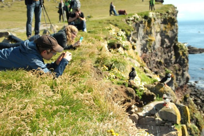 Du khách luôn háo hức ghi lại những hình ảnh đáng yêu của đàn chim trên vách đá Látrabjarg - Ảnh: ichighland