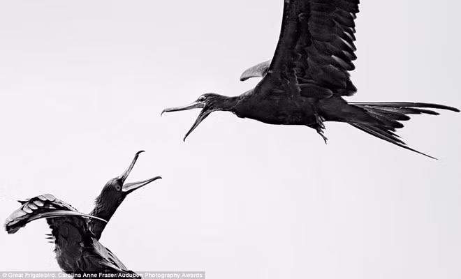 Hai con chim Frigate lớn chiến đấu với nhau