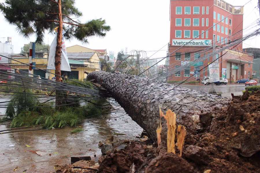 Cây ngã chắn ngang đường Quang Trung.