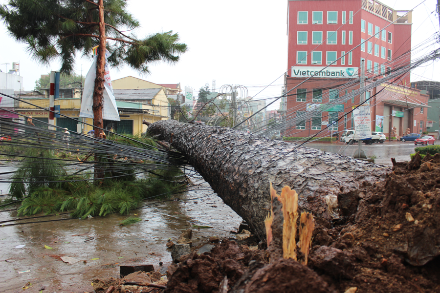 Cây ngã chắn ngang đường Quang Trung. Cây ngã chắn ngang đường Quang Trung.