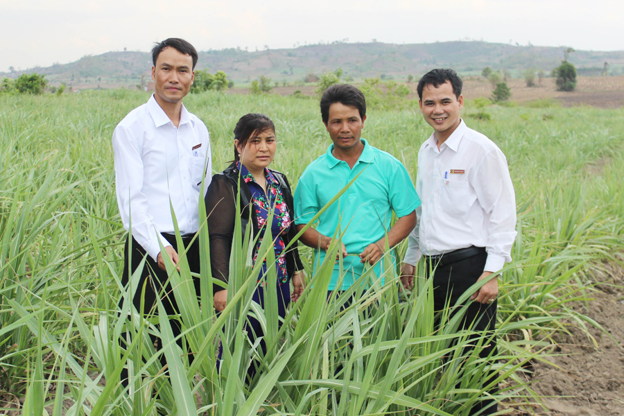 Vợ chồng anh Gió (ở giữa) giới thiệu diện tích mía vừa được mở rộng. Ảnh: T.U Vợ chồng anh Gió (ở giữa) giới thiệu diện tích mía vừa được mở rộng. Ảnh: T.U