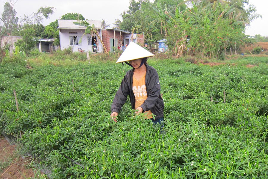 Thu hoạch ớt. Ảnh: Đình Phê Thu hoạch ớt. Ảnh: Đình Phê