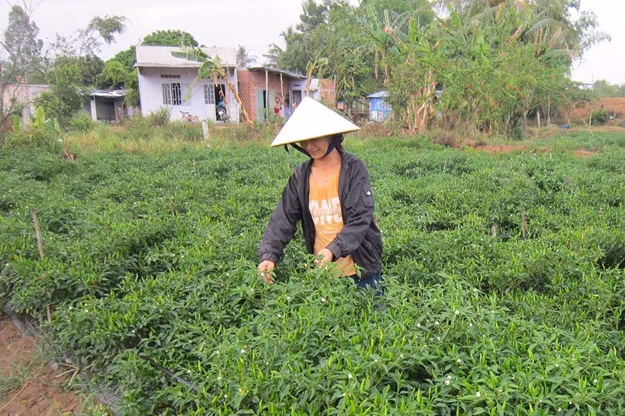 Thu hoạch ớt. Ảnh: Đình Phê