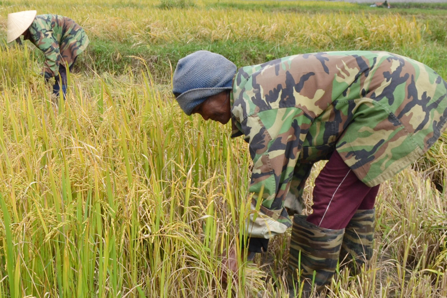 Người dân huyện Chư Pưh thu hoạch vớt vát diện tích lúa Đông Xuân bị ảnh hưởng bởi nắng hạn. Ảnh: L.N