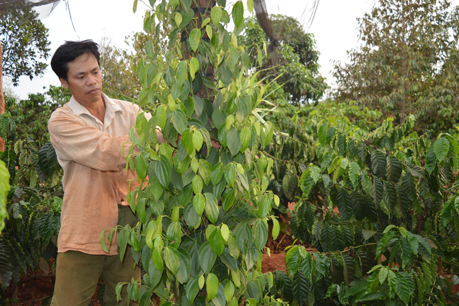 Ông Trần Văn Quế có thu nhập hàng tỷ đồng mỗi năm từ cà phê và hồ tiêu. Ảnh. Đ.Y Ông Trần Văn Quế có thu nhập hàng tỷ đồng mỗi năm từ cà phê và hồ tiêu. Ảnh. Đ.Y