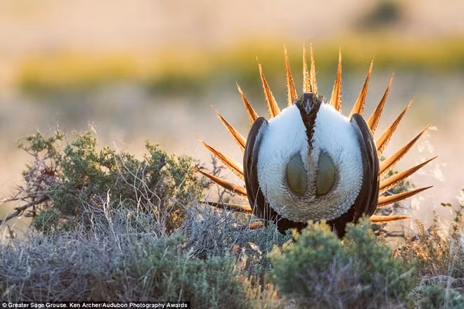 Con chim Greater sage-grouse