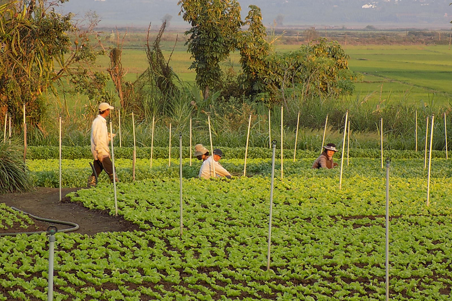 Quy hoạch và phát triển các vùng sản xuất rau an toàn. Ảnh: T.N Cần quy hoạch và phát triển các vùng sản xuất rau an toàn. Ảnh: T.N