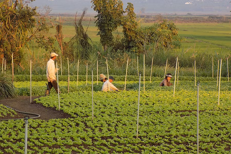 Quy hoạch và phát triển các vùng sản xuất rau an toàn. Ảnh: T.N Cần quy hoạch và phát triển các vùng sản xuất rau an toàn. Ảnh: T.N