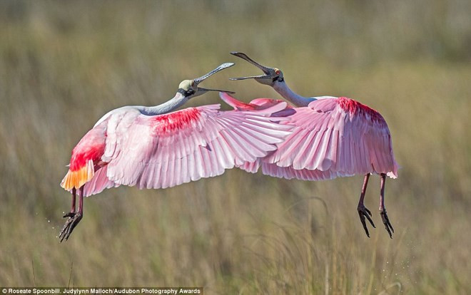 Hai con cò thìa hồng
