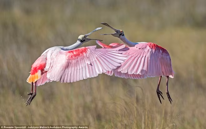 Hai con cò thìa hồng