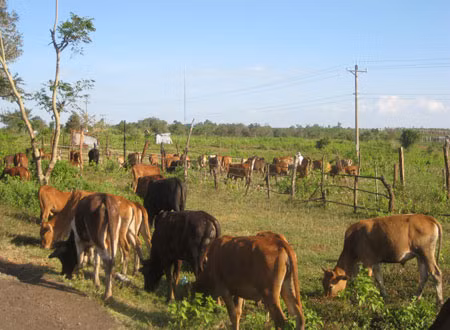 “Xóm bò” trên đỉnh đèo ảnh 1 Ảnh: Vy Thảo