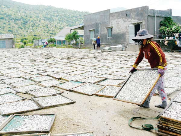 Làng hấp cá cơm Cà Nà (Ninh Thuận) vào mùa 5
