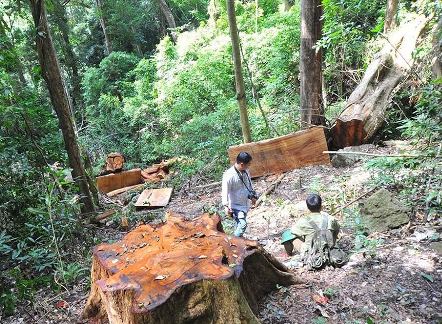 Hiện trường một vụ khai thác gỗ trái phép tại huyện Kbang. Hiện trường một vụ khai thác gỗ trái phép tại huyện Kbang.