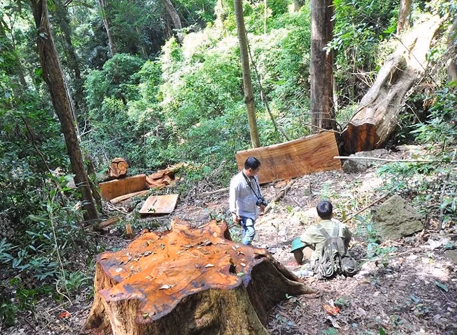 Hiện trường một vụ khai thác gỗ trái phép tại huyện Kbang. Hiện trường một vụ khai thác gỗ trái phép tại huyện Kbang.