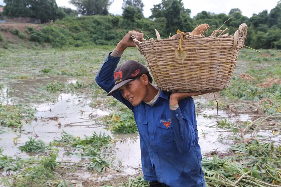 Gần 1.500 ha mì tại Krông Pa bị ngập trong nước. Ảnh: Văn Ngọc