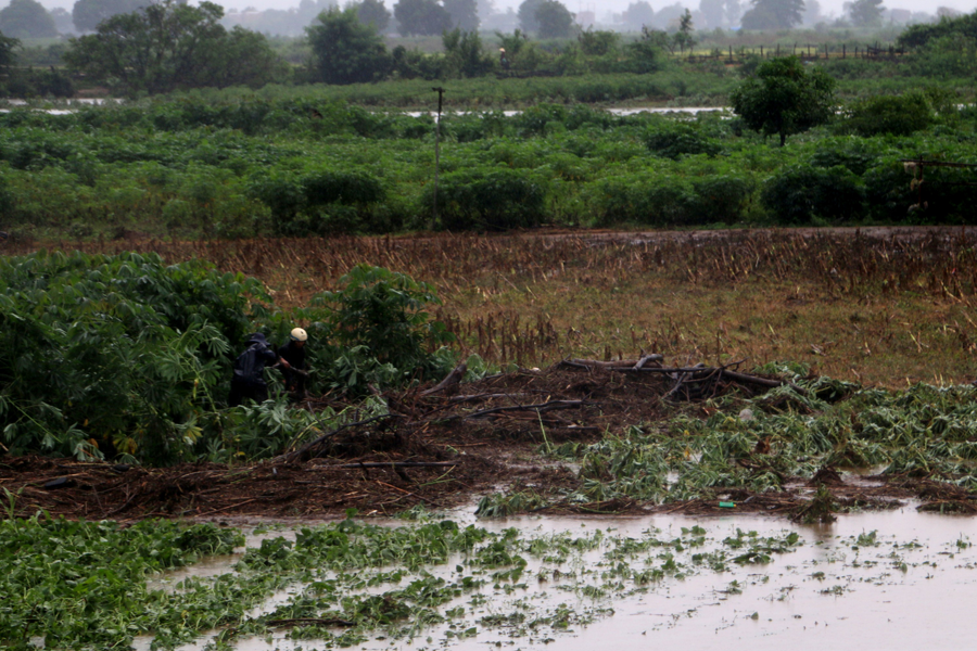 Người dân chấp nhận thu hoạch mì dù chưa đến thời kỳ thu hoạch nhằm cứu vãng thiệt hại. Ảnh: Quang Tấn Người dân chấp nhận thu hoạch mì dù chưa đến thời kỳ thu hoạch nhằm cứu vãng thiệt hại. Ảnh: Quang Tấn