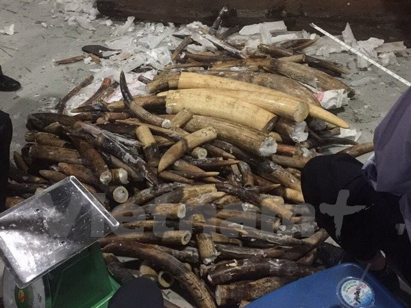 Ngà voi bị phát hiện tại cảng Cát Lái. Ngà voi bị phát hiện tại cảng Cát Lái.