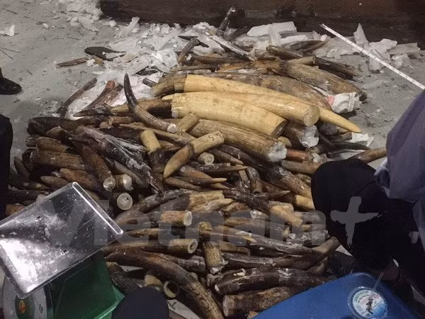 Ngà voi bị phát hiện tại cảng Cát Lái.