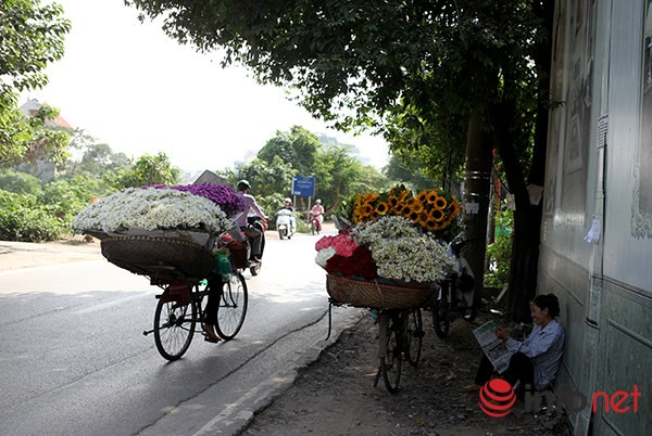 Nhiều góc phố Hà Nội vào thời điểm này trở nên nhẹ nhàng bởi sắc trắng của cúc hoạ mi mang lại.