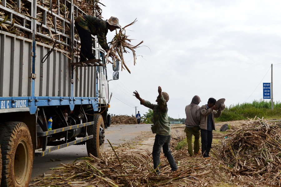 Người dân xã Tơ Tung (huyện Kbang) khẩn trương thu hoạch phần diện tích mía bị đổ ngã do mưa lũ. Ảnh: L.H