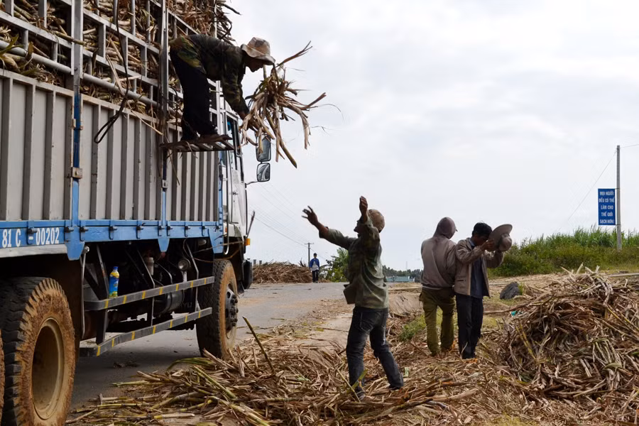 Người dân xã Tơ Tung (huyện Kbang) khẩn trương thu hoạch phần diện tích mía bị đổ ngã do mưa lũ. Ảnh: L.H