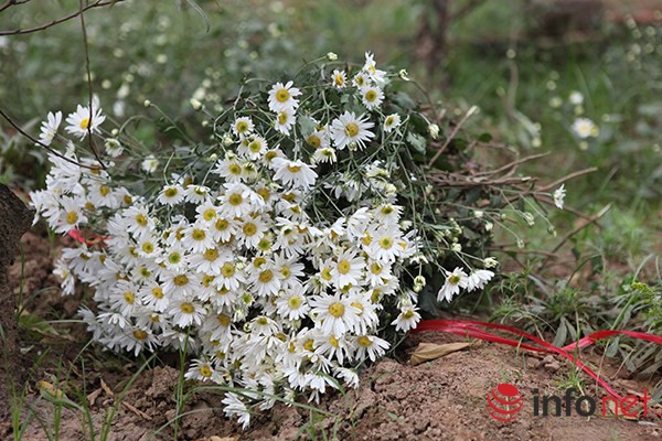 Đặc trưng của cúc hoạ mi và màu trắng tinh khôi ít loại hoa nào có được.