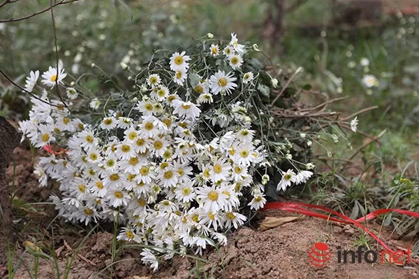 Đặc trưng của cúc hoạ mi và màu trắng tinh khôi ít loại hoa nào có được.