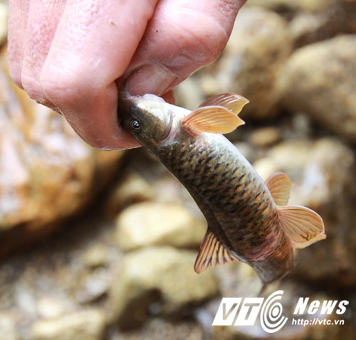 Loài cá đắng cực ngon. Loài cá đắng cực ngon.