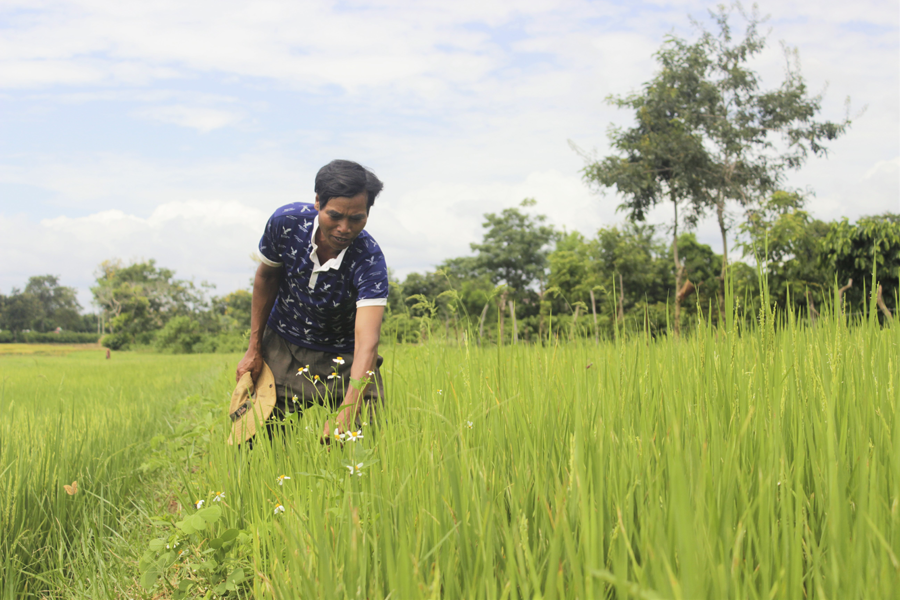 Năng suất lúa của mô hình cánh đồng liên kết cao hơn hẳn so với cách canh tác cũ của đồng bào dân tộc thiểu số. Ảnh: Đ.H