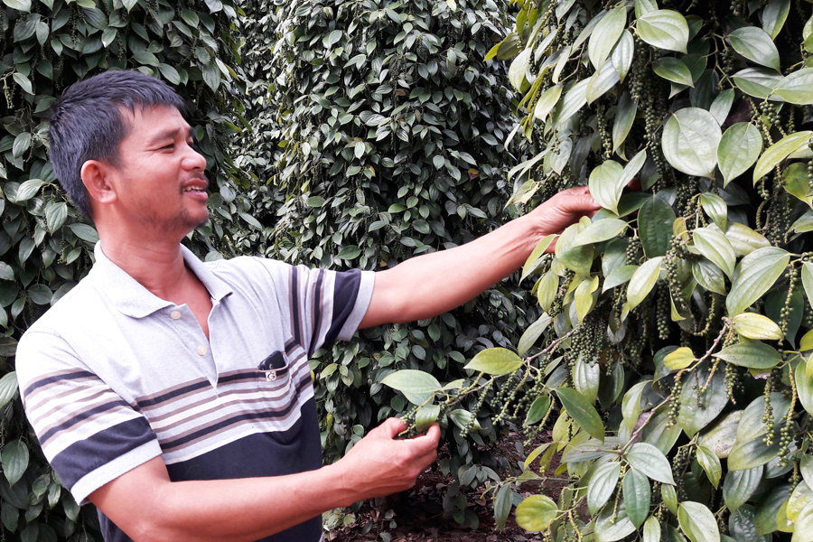 Hiện nay anh Tứ đã ổn định thu nhập nhờ vườn tiêu của mình. Ảnh: Đỗ Hằng