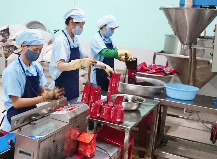 Chế biến cà phê sạch tại Công ty cà phê Classic. Ảnh: H.D  Chế biến cà phê sạch tại Công ty cà phê Classic. Ảnh: H.D