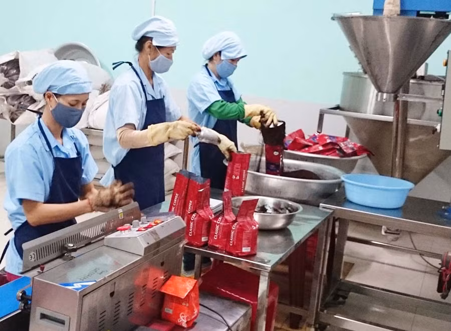  Chế biến cà phê sạch tại Công ty cà phê Classic. Ảnh: H.D