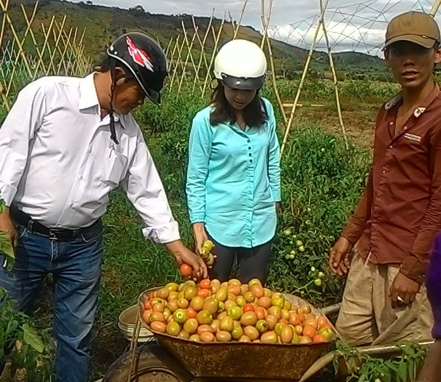 Người dân xã Đông thu hoạch cà chua. Ảnh: L.N  Người dân xã Đông thu hoạch cà chua. Ảnh: L.N