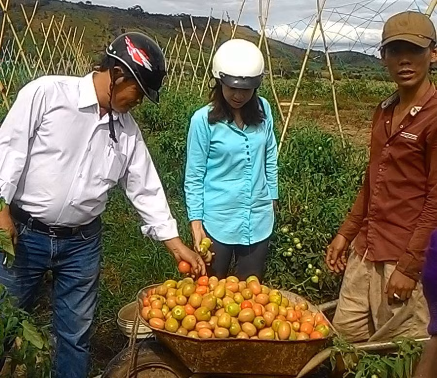  Người dân xã Đông thu hoạch cà chua. Ảnh: L.N
