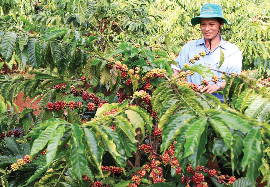 Thu hoạch cà phê. Ảnh: Quang Vũ  Thu hoạch cà phê. Ảnh: Quang Vũ