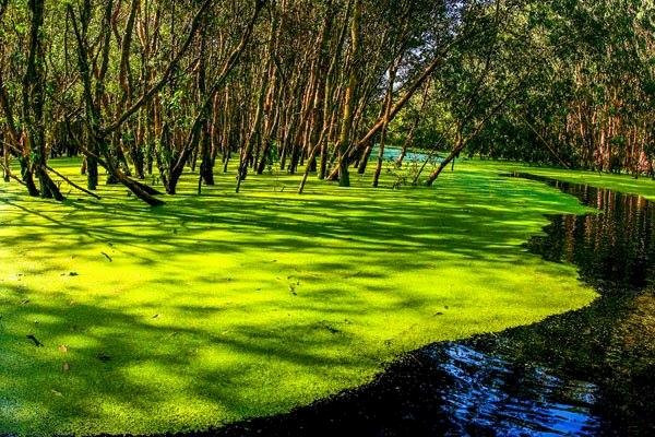 Rừng tràm Trà Sư: Khu rừng nằm ở xã Văn Giáo, huyện Tịnh Biên, tỉnh An Giang. Đây là rừng ngập nước tiêu biểu cho vùng tây sông Hậu với hệ sinh thái đa dạng và cảnh quan thiên nhiên tuyệt đẹp. Rừng tràm Trà Sư: Khu rừng nằm ở xã Văn Giáo, huyện Tịnh Biên, tỉnh An Giang. Đây là rừng ngập nước tiêu biểu cho vùng tây sông Hậu với hệ sinh thái đa dạng và cảnh quan thiên nhiên tuyệt đẹp.