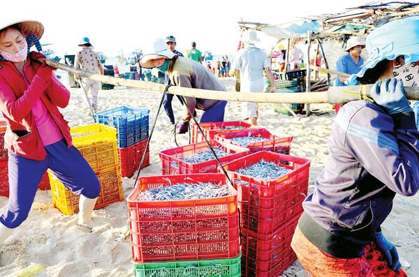 2 giỏ cá cơm khoảng 100 kg oằn gánh trên đôi vai của người dân vùng biển 3