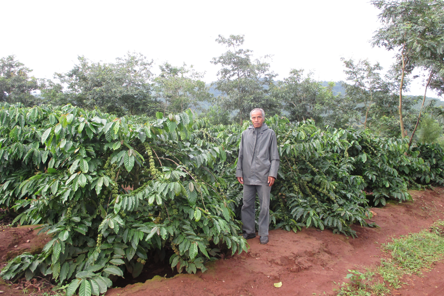 Ông Khê (làng Ia Hlũ, xã Nghĩa Hưng) bên vườn cà phê tái canh. Ảnh. Đ.Y